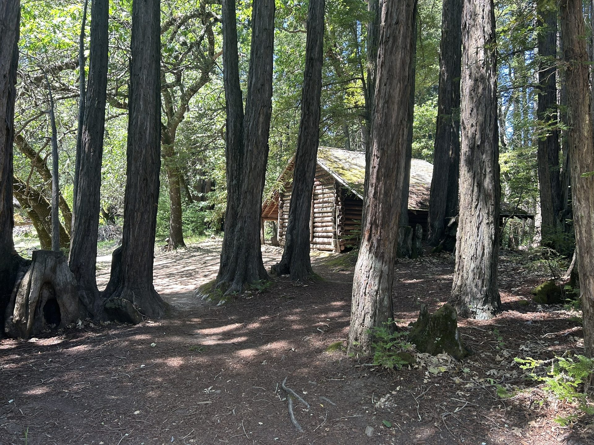 Log cabin through redwood trees