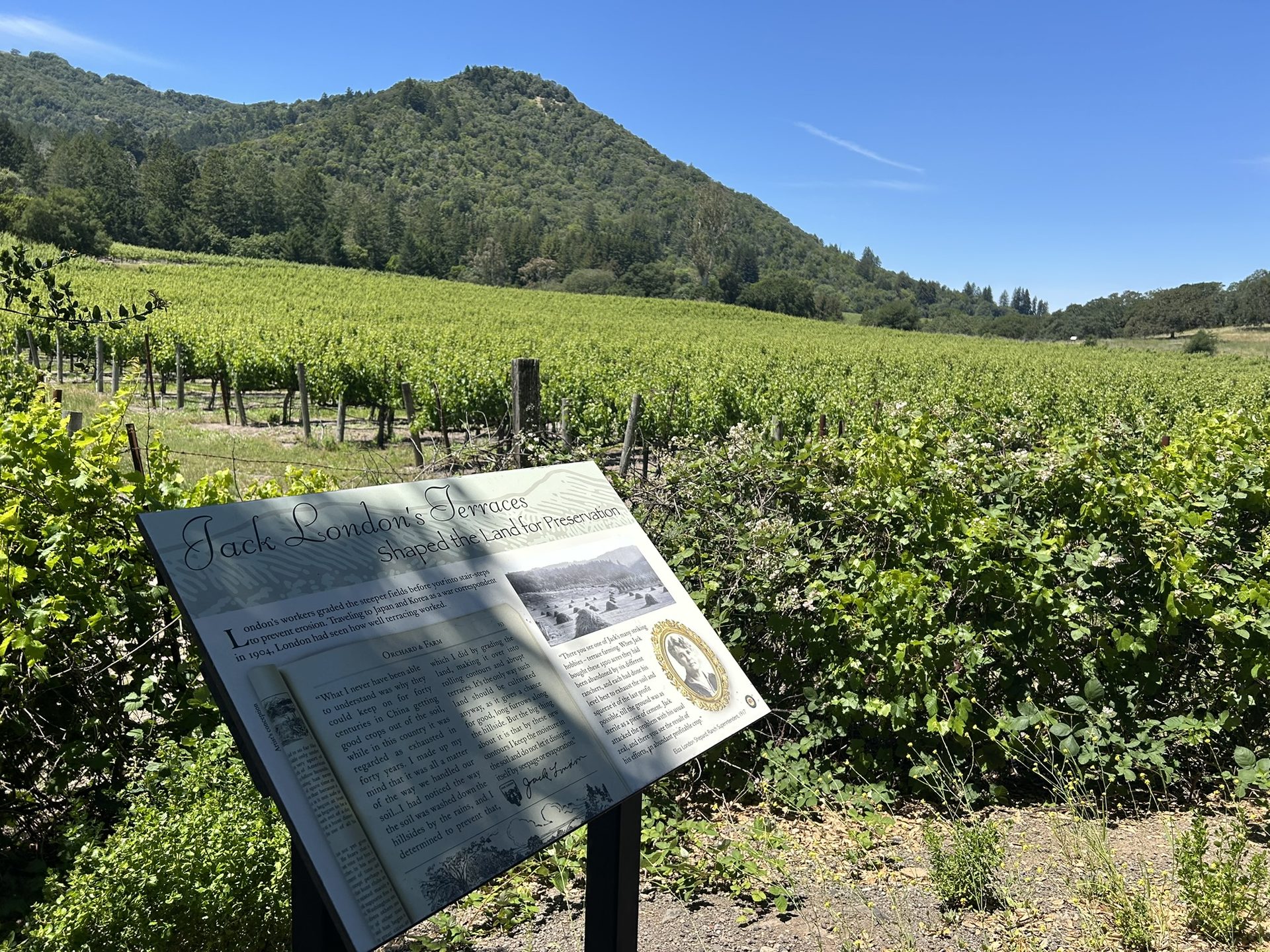 Jack London's vineyard terraces with mountain backdrop